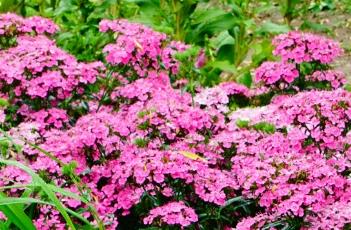 须苞石竹的繁殖方法 须苞石竹的繁殖方法