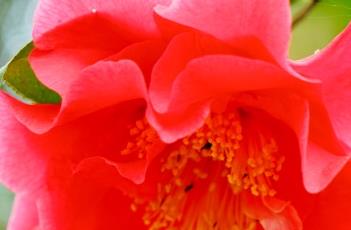 茶花花蕾不开的原因