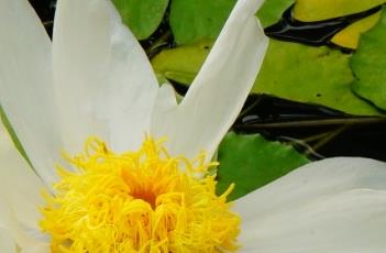 艾伯特德莱斯唐