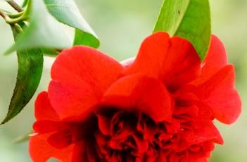 茶花花蕾不开的原因