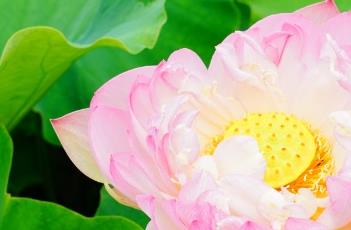 粉千叶（千叶蛋白粉）