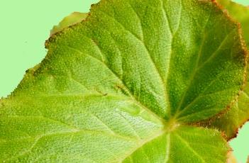 花叶秋海棠 花叶秋海棠如何修剪