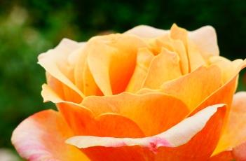 百老汇月季 百老汇月季花图片