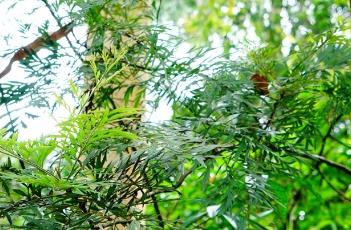 澳洲银桦 澳洲银桦花语