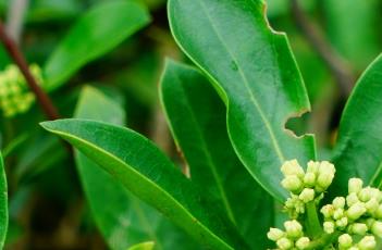 巴戟天 巴戟天对性功能好处