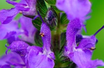 蓝山鼠尾草（蓝山鼠尾草花期）