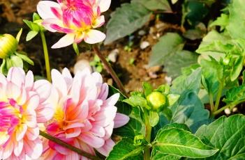 粉色魅力大丽花