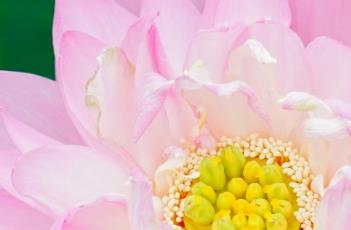 晓风凉月 月凉时辰风知晓