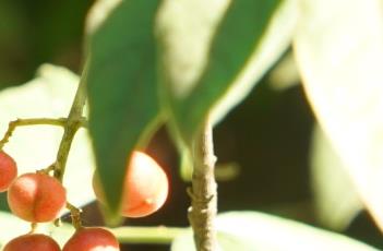 灰毛浆果楝 灰毛浆果楝