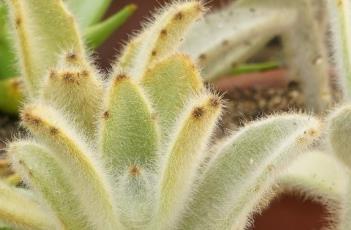 闪光兔耳（闪光兔耳朵批发）