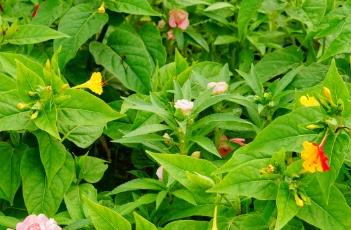 紫茉莉（紫茉莉什么时候开花）