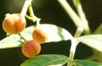 灰毛浆果楝 灰毛浆果楝千斤拔狗脊五加皮相关处方