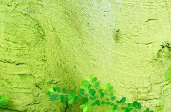 见血封喉 见血封喉