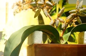 千岁兰 千岁兰别名