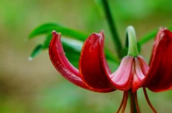 百合花芽期施什么肥 百合花芽期施什么肥最好