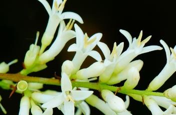 金叶女贞 金叶女贞的种植与养护