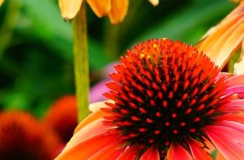 松果菊的田间管理方法 松果菊的田间管理方法