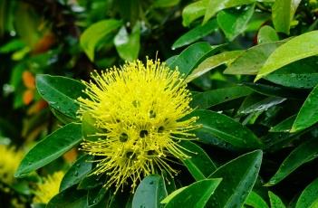 金蒲桃的栽培技术