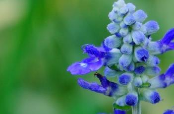 蓝花鼠尾草