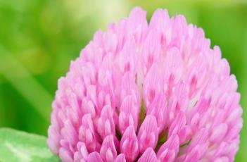 红车轴草 白车轴草的功效与作用