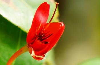 桂叶黄梅 桂叶黄梅