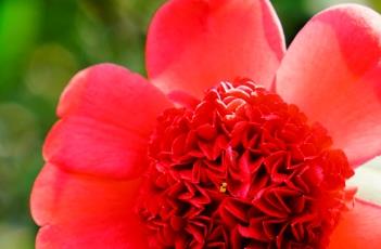 茶花花蕾不开的原因