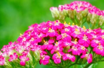 千叶蓍的繁殖方法