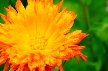 金盏菊 金盏菊怎么养