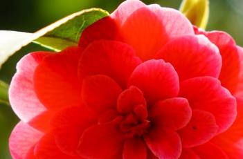 山茶花的养殖方法