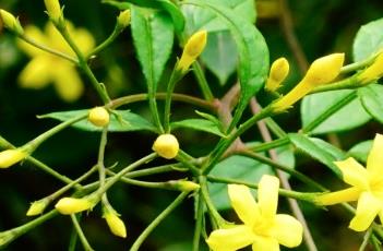 探春花（探春花图片）