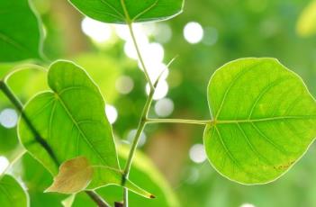菩提树（菩提树的寓意）