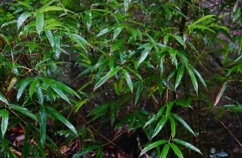 玉山竹 小玉山竹