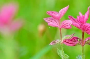 彩苞鼠尾草 彩苞鼠尾草