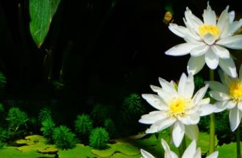 艾伯特德莱斯唐