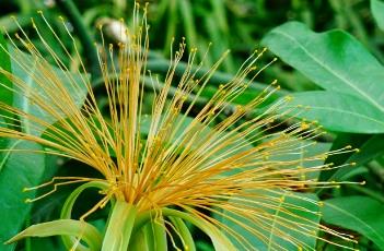 马拉巴栗 马拉巴栗