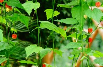 巴西宫灯蔓性风铃花（蔓性风铃花灯笼花）