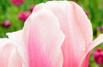 肉色印记郁金香