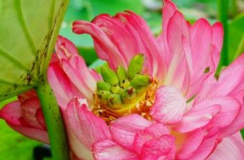 睡美人（睡美人2014美国电影在线观看）