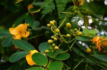 双荚决明 双荚决明