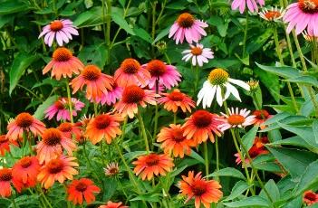 松果菊的田间管理方法(松果菊的田间管理方法有哪些)