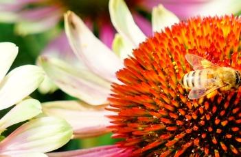 松果菊的繁殖方式