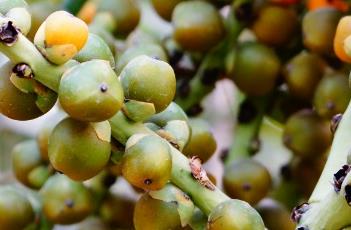 鱼骨葵（鱼骨葵果实）