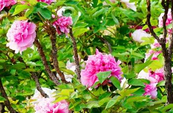 彩绘牡丹（彩绘牡丹花开多大）