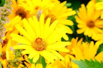 芭蕾明星赛菊芋