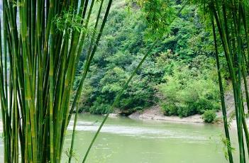 凤尾竹 凤尾竹和散尾葵哪个好