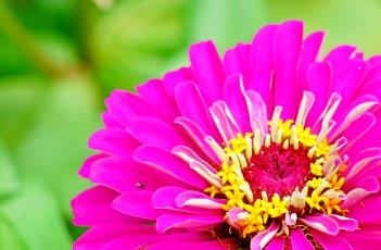 百日菊的繁殖方法 百日菊的繁殖方法