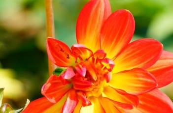 盆栽小丽花的养殖方法 盆栽小丽花的养殖方法和注意事项