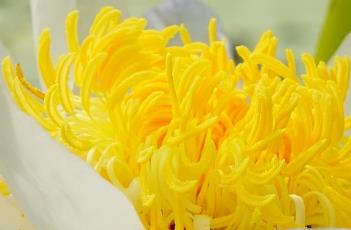 艾伯特德莱斯唐