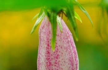 伊莎贝拉风铃草