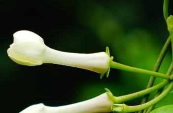 马达加斯加茉莉 马达加斯加茉莉